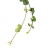 Ceropegia woodii - Stekje