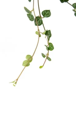 Ceropegia woodii - Stekje