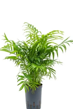 Chamaedorea elegans