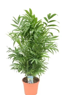 Chamaedorea elegans - Mexicaanse dwergpalm