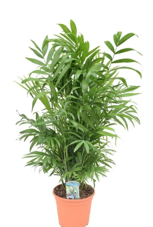 Chamaedorea elegans - Mexicaanse dwergpalm