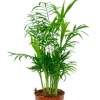 Chamaedorea elegans - Mexicaanse dwergpalm