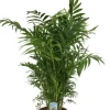 Chamaedorea elegans - Mexicaanse dwergpalm