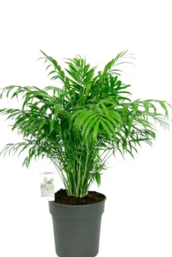 Chamaedorea elegans - Mexicaanse Dwergpalm
