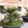 Chamaerops humilis - Dwergwaaierpalm