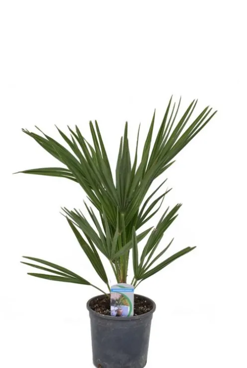 Chamaerops humilis - Dwergwaaierpalm