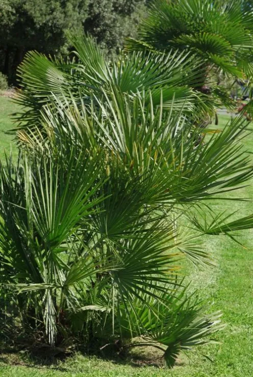 Chamaerops humilis - Dwergwaaierpalm