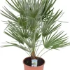 Chamaerops Humilis - Dwergwaaierpalm