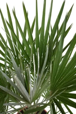 Chamaerops Humilis - Dwergwaaierpalm