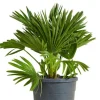 Chamaerops vulcano - Vulcano dwergpalm