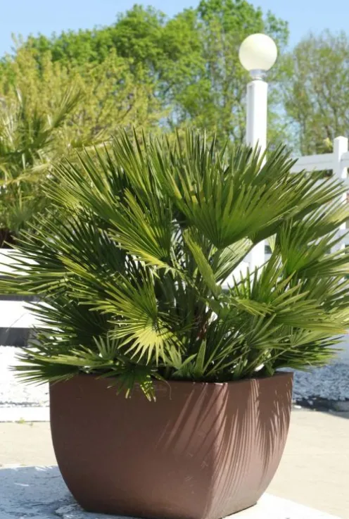 Chamaerops vulcano - Vulcano dwergpalm