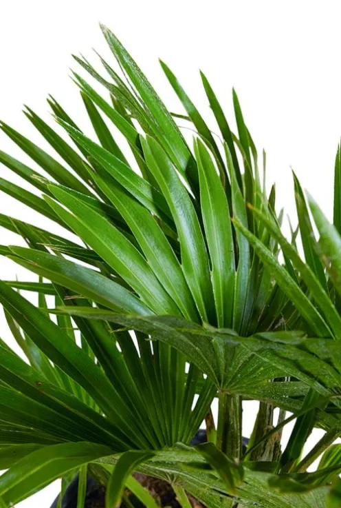 Chamaerops vulcano - Vulcano dwergpalm