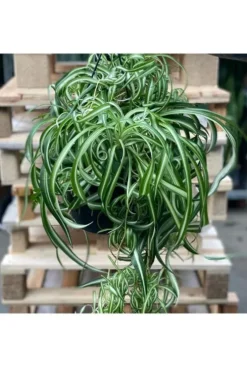 Chlorophytum bonnie - Graslelie