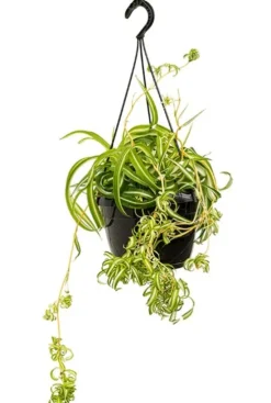 Chlorophytum bonnie - Graslelie