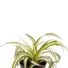 Chlorophytum comosum Variegatum - Stekje