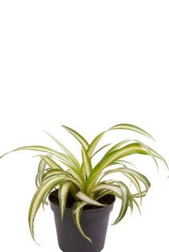 Chlorophytum comosum Variegatum - Stekje