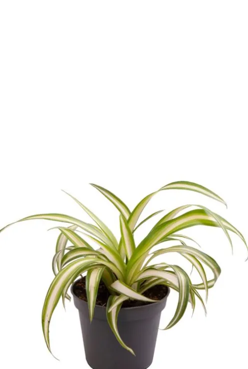 Chlorophytum comosum Variegatum - Stekje