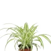 Chlorophytum comosum Variegatum
