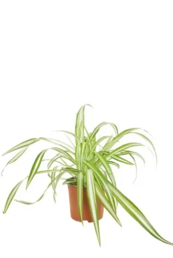 Chlorophytum comosum Variegatum