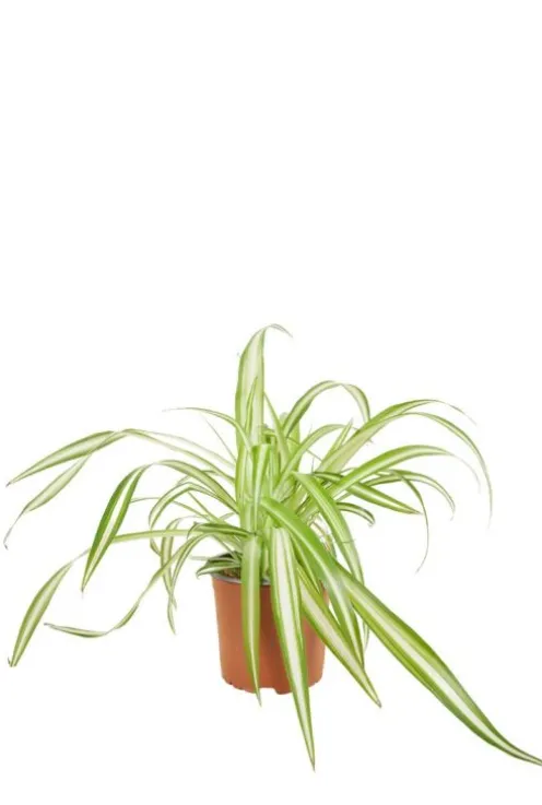 Chlorophytum comosum Variegatum