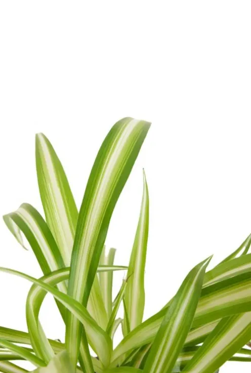 Chlorophytum comosum Variegatum