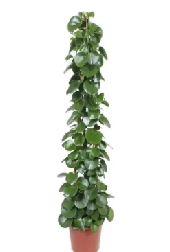 Cissus rotundifolia - Suikerdruifje