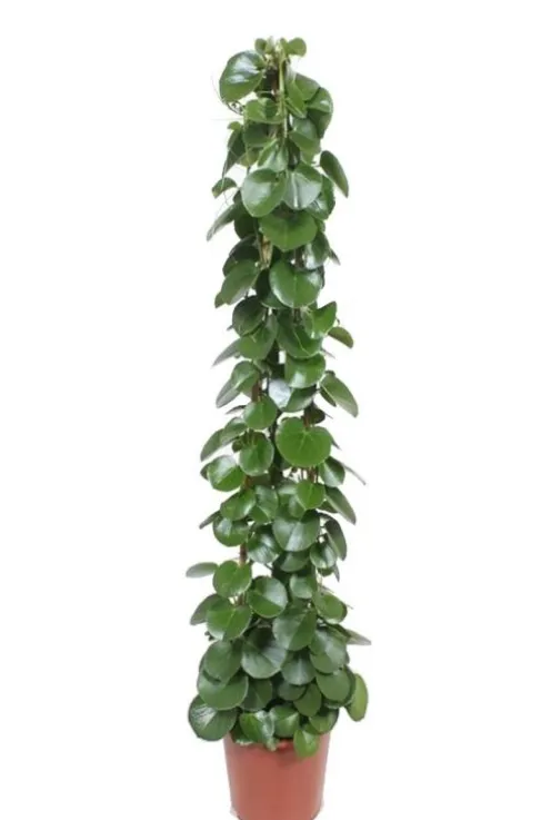 Cissus rotundifolia - Suikerdruifje