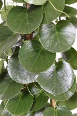 Cissus rotundifolia - Suikerdruifje