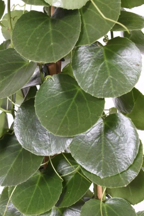 Cissus rotundifolia - Suikerdruifje