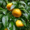 Citrus reticulata - Mandarijnboom