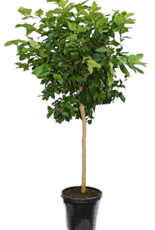Citrus reticulata - Mandarijnboom