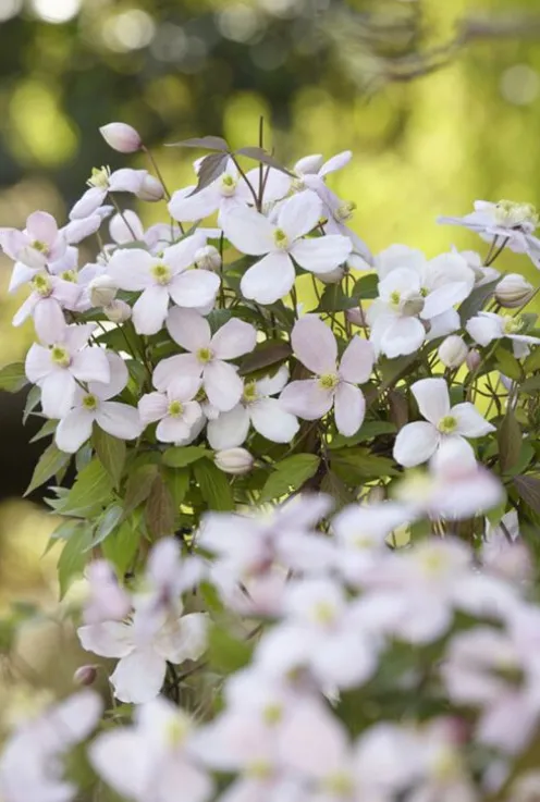 Clematis Montana Rubens - Bosrank