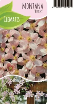 Clematis Montana Rubens - Bosrank