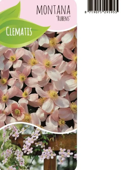 Clematis Montana Rubens - Bosrank