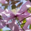 Clematis Montana 'Wilsonii' - Bosrank