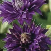 Clematis Multi Blue - Bosrank