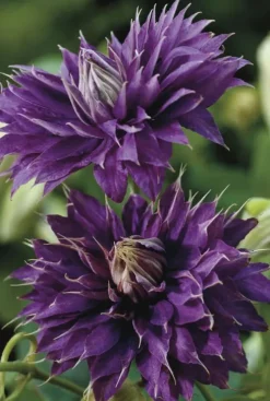 Clematis Multi Blue - Bosrank