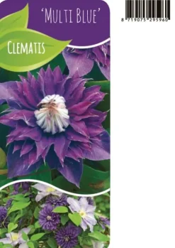 Clematis Multi Blue - Bosrank