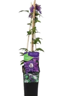 Clematis Multi Blue - Bosrank