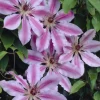 Clematis Nelly Moser - Bosrank