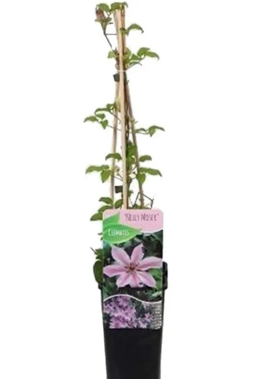 Clematis Nelly Moser - Bosrank