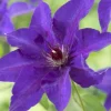 Clematis The President - Bosrank