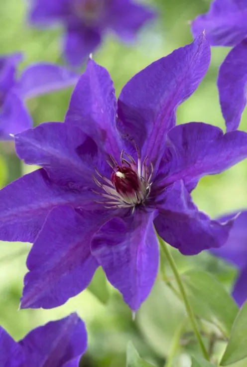 Clematis The President - Bosrank