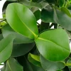 Clusia rosea princess - Varkensboom