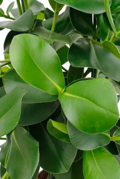 Clusia rosea princess - Varkensboom