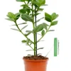 Clusia rosea princess - Varkensboom