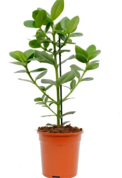 Clusia rosea princess - Varkensboom