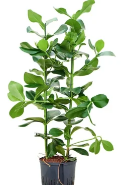 Clusia rosea - Varkensboom