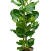 Clusia rosea - Varkensboom
