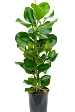 Clusia rosea - Varkensboom
